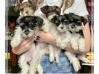 Schnauzer (Miniature) PUPPY FOR SALE ADN-400001 - 2 females 2 males available