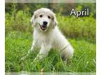 Great Pyrenees PUPPY FOR SALE ADN-399593 - Naturally Reared Great Pyrenees