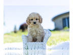 Cavapoo PUPPY FOR SALE ADN-399572 - Adorable Cavapoo Puppies Ready To Go