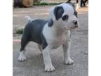 American Bully Puppy for sale in Richwoods, MO, USA