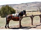 Cerridwen 9yo Mustang Mare Saddle Prep Trained