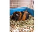 Adopt Reeses Peanut Butter Cup a Guinea Pig small animal in Lincoln