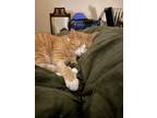 Adopt Ding a Orange or Red Tabby Munchkin / Mixed (medium coat) cat in