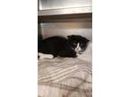 Adopt Eastwood a All Black Domestic Shorthair / Domestic Shorthair / Mixed cat