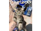 Adopt Checkers a Brown or Chocolate Domestic Longhair / Domestic Shorthair /