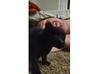 Adopt Angel A Black (Mostly) Colorpoint Shorthair / Mixed (short Coat) Cat In