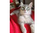 Adopt Sprout a Gray or Blue Domestic Mediumhair (medium coat) cat in