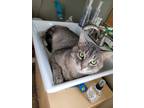 Adopt Maxwell a Gray, Blue or Silver Tabby Domestic Shorthair (short coat) cat