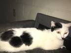 Adopt Piglet A Black & White Or Tuxedo Singapura / Mixed (short Coat) Cat In
