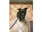Adopt Brady a Black - with White German Shepherd Dog / Labrador Retriever dog in