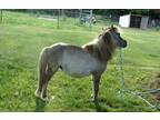 Sweet Young Miniature Horse Therapy Prospect