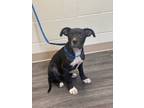 Adopt Gregory 2 a Pit Bull Terrier, Mixed Breed