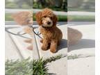 Poodle (Toy) PUPPY FOR SALE ADN-400742 - 5 Month Old Male Brown Toy Poodle For