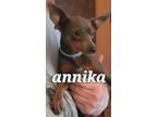 Adopt Annika #1 a Black Miniature Pinscher / Mixed dog in Umatilla