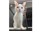 Adopt Fedora a White Domestic Shorthair / Domestic Shorthair / Mixed cat in