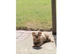 Adopt Ellie Mae a Tan/Yellow/Fawn Schnauzer (Miniature) / Lhasa Apso / Mixed dog