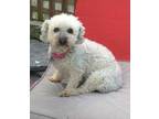 Adopt Lili a White Poodle (Miniature) / Bichon Frise / Mixed dog in Colborne