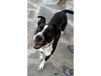 Adopt Boots a Black - with White Boston Terrier / American Staffordshire Terrier