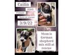 Adopt Cailin a Black - with White German Shepherd Dog / Mixed dog in Caldwell