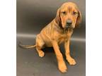 Adopt Jambalaya a Red/Golden/Orange/Chestnut Bloodhound / Boxer / Mixed dog in