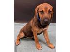 Adopt Dundee a Red/Golden/Orange/Chestnut Bloodhound / Boxer / Mixed dog in