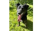 Adopt Bow Bow a Black Labrador Retriever / Mixed dog in Moncton, NB (34904699)