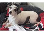 Adopt Stella a White - with Black Dachshund / Mixed dog in Dade City