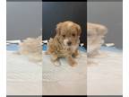 Maltipoo PUPPY FOR SALE ADN-401128 - Maltipoo puppies for sale