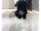Maltipoo PUPPY FOR SALE ADN-401135 - Maltipoo puppy for sale