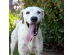 Adopt Laki a White - with Tan, Yellow or Fawn Pointer / Mixed dog in Long Beach