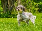 Adopt Lupita a Gray/Blue/Silver/Salt & Pepper Schnauzer (Standard) / Mixed dog