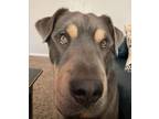 Adopt Sam a Brown/Chocolate - with Tan Shar Pei / Rottweiler / Mixed dog in