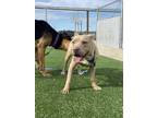 Adopt Tanna a Tan/Yellow/Fawn American Pit Bull Terrier / Mixed dog in Fresno