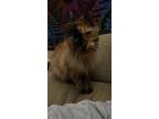 Adopt Lola a Tortoiseshell Domestic Longhair / Mixed (long coat) cat in