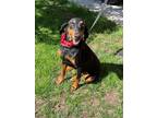 Adopt Tulip a Black - with Tan, Yellow or Fawn Doberman Pinscher / Mixed dog in