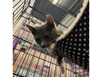 Adopt Natasha a Gray or Blue Domestic Shorthair / Mixed cat in Saugerties