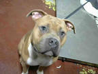 Adopt CRAIG a Tan/Yellow/Fawn - with White American Staffordshire Terrier /
