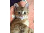 Quill, Domestic Shorthair For Adoption In Woodstock, Ontario