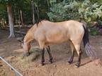 Beautiful buckskin pasture petleadline pony