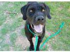Adopt KAMA a German Shorthaired Pointer, Border Collie
