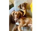Adopt Rosie & Brownie - bonded pair a Dachshund, Brittany Spaniel
