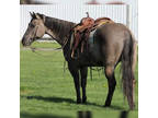 Online Auction - [url removed] - Beautiful 6 Year Old Grulla Quarter Gelding -