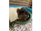Adopt Rex a Guinea Pig small animal in Lincoln, NE (34936271)