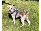 Adopt Beau a Gray/Blue/Silver/Salt & Pepper Schnauzer (Miniature) / Mixed dog in