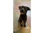 Adopt Axel a Labrador Retriever / Terrier (Unknown Type, Small) / Mixed dog in