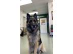 Adopt Cypress a Black German Shepherd Dog / Mixed dog in Payson, AZ (34927308)