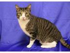 Adopt Bentley a Brown or Chocolate Domestic Shorthair / Domestic Shorthair /