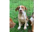 Jasper, American Staffordshire Terrier For Adoption In Woodstock, Georgia