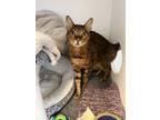 Jonezy, Bengal For Adoption In Guelph, Ontario
