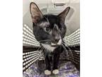 Checkers, Domestic Shorthair For Adoption In Guelph, Ontario